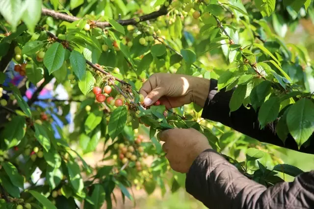 Tanesi 1 Liraya Satılan Erkenci Kiraz Hediyelik Oldu