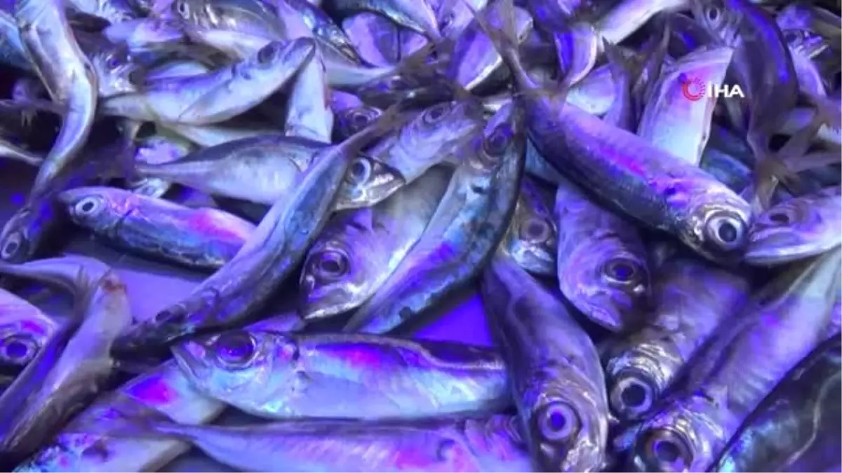 1 Eylül'e Kadar Sürecek Av Yasağı Öncesi Balık Tezgahları Hareketlendi