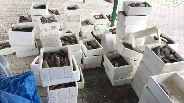 Kızılırmak'ta Kaçak Sazan Avı Operasyonu