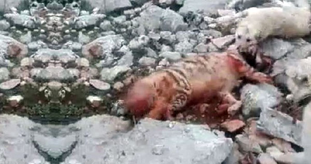 Nesli Tükenme Tehlikesi Altındaki Çizgili Sırtlanı, Köpeklere Boğdurdular