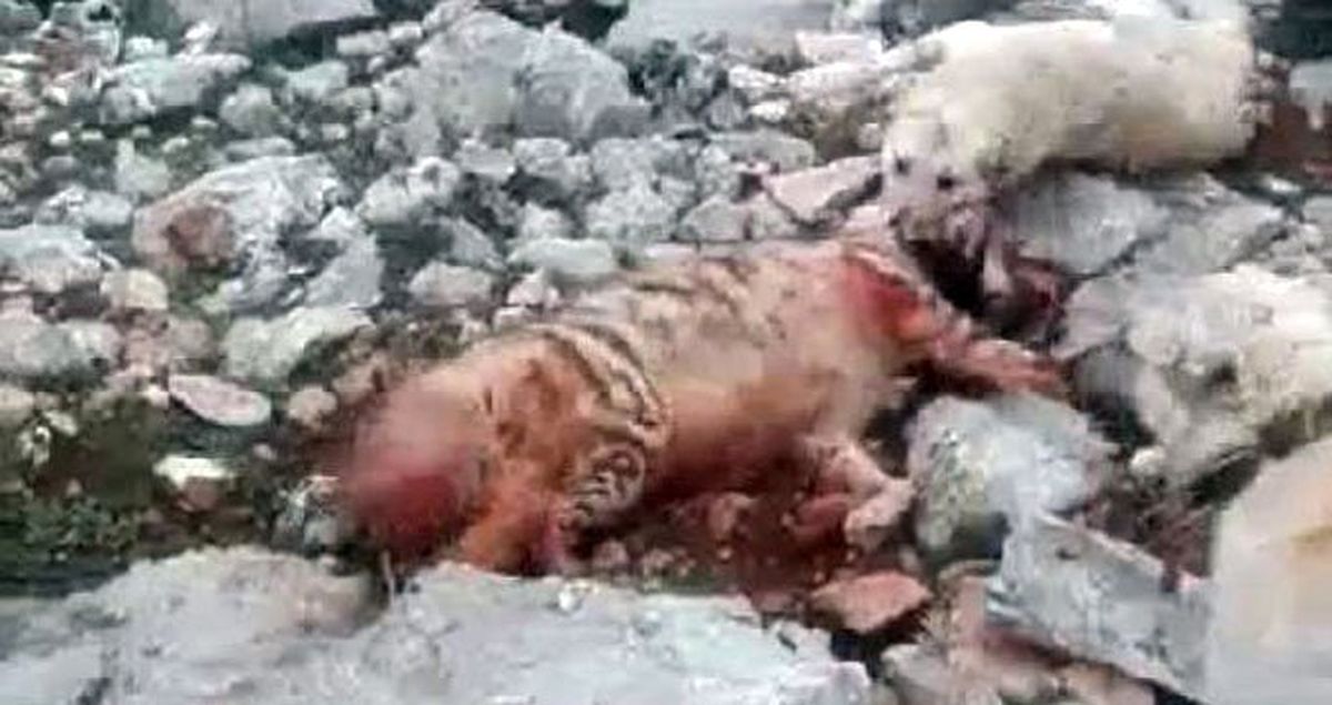 Çizgili Sırtlanı Köpeklere Boğduran Kişilerin Cezası Belli Oldu