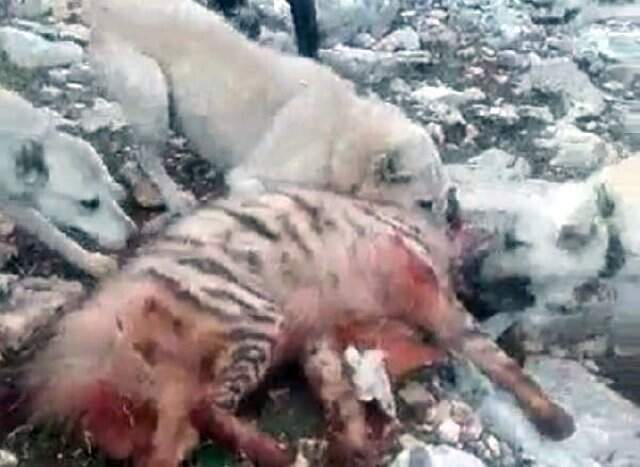 Çizgili Sırtlanı Köpeklere Boğduran Kişilerin Cezası Belli Oldu