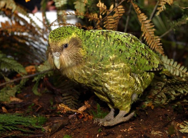 Dünyanın En Şişman Papağan Çeşidi, Yok Olmaktan Kurtuldu