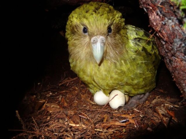 Dünyanın En Şişman Papağan Çeşidi, Yok Olmaktan Kurtuldu