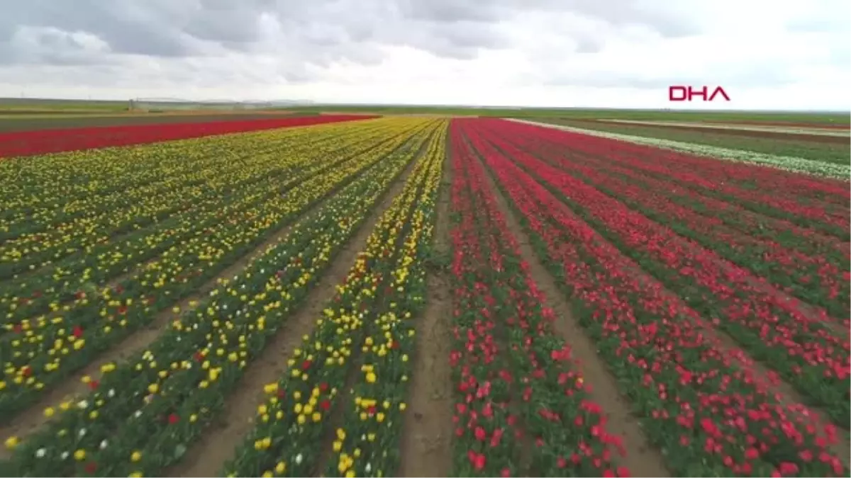 Konya Ovası'ndaki Lale Tarlasına Ziyaretçi Akını