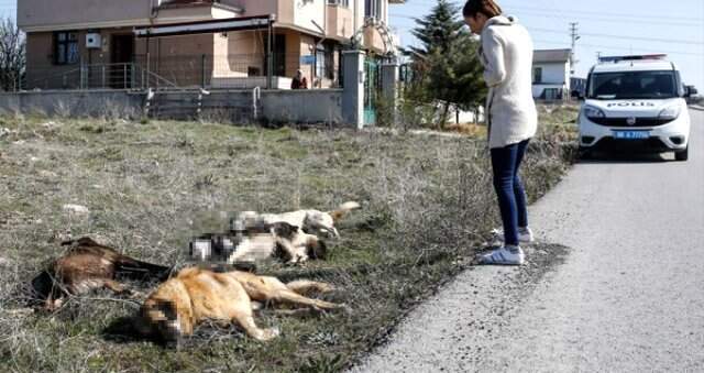 Başkent'te Katliam Devam Ediyor! Zehirlenerek Öldürülen 4 Köpek Bulundu