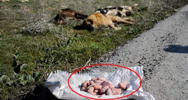 Başkent'te Katliam Devam Ediyor! Zehirlenerek Öldürülen 4 Köpek Bulundu