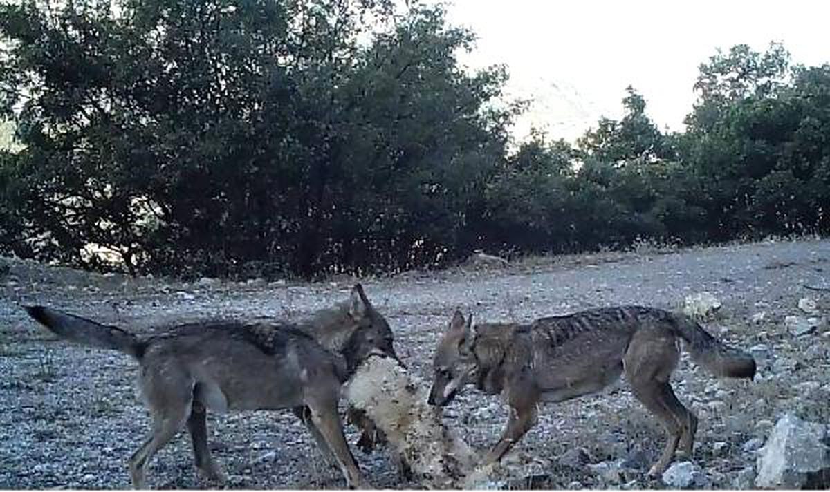 Erzincan'da Ur Kekliğinin Varlığı Fotokapanla Kanıtlandı