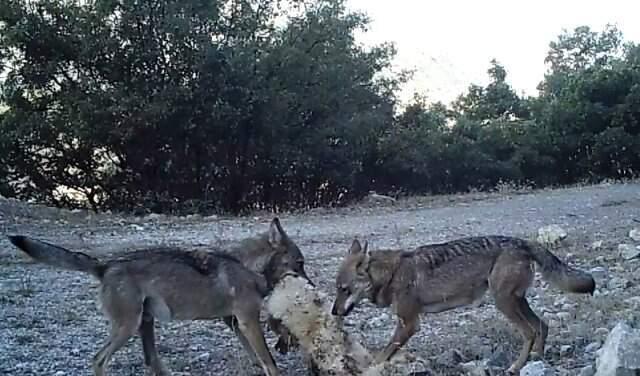 Erzincan'da Yaban Hayat Fotokapanlarla Görüntülendi