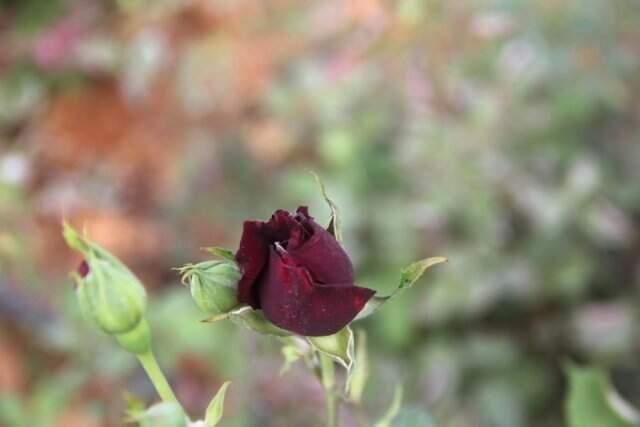 Halfeti'nin 'Karagülü' Çiçek Açtı