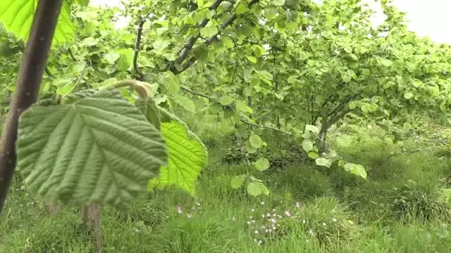Karadenizli Çiftçilere Zirai Don Uyarısı
