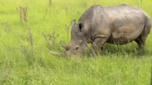 Afrika'da Nesli Tükenmekte Olan Hayvanların Korunmasına Yapay Zeka Dokunuşu