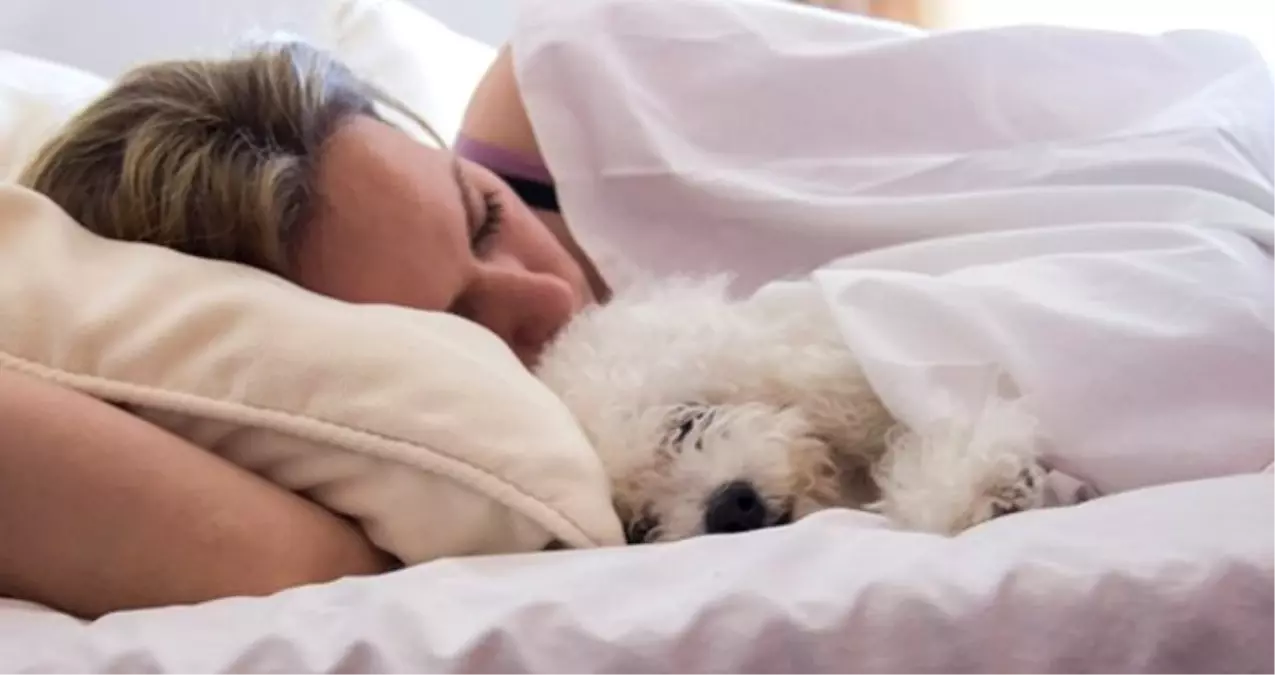 ABD'de Yapılan Bir Araştırma Sonucunda Kadınlar İçin Bir Köpekle Uyumanın Bir Erkekle Uyumaktan Daha İyi Olduğu Ortaya Çıktı