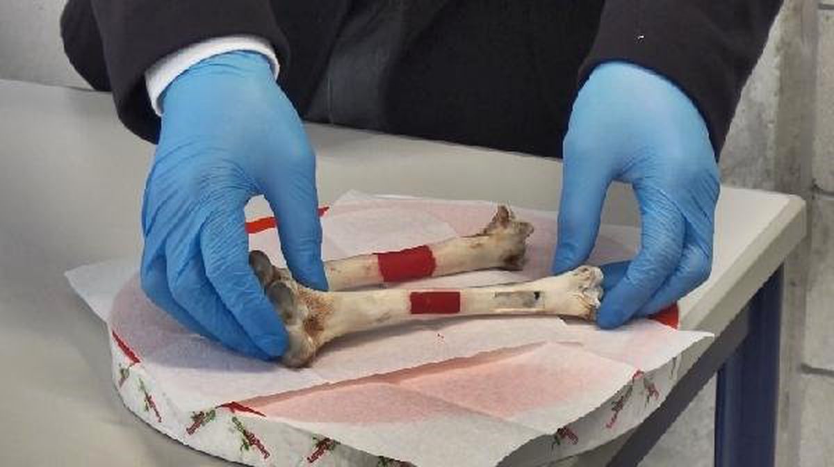 Lületaşı ve Yumurta Kabuğundan Yapay Kemik Dokusu Üretti