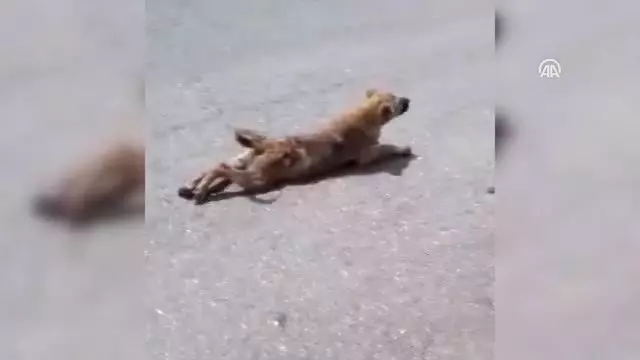Engelli Sandığı Köpek Yürüdü Engelli Sandığı Köpek Yürüdü