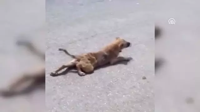 Engelli Sandığı Köpek Yürüdü Engelli Sandığı Köpek Yürüdü