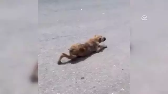 Engelli Sandığı Köpek Yürüdü Engelli Sandığı Köpek Yürüdü