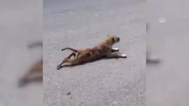 Engelli Sandığı Köpek Yürüdü Engelli Sandığı Köpek Yürüdü