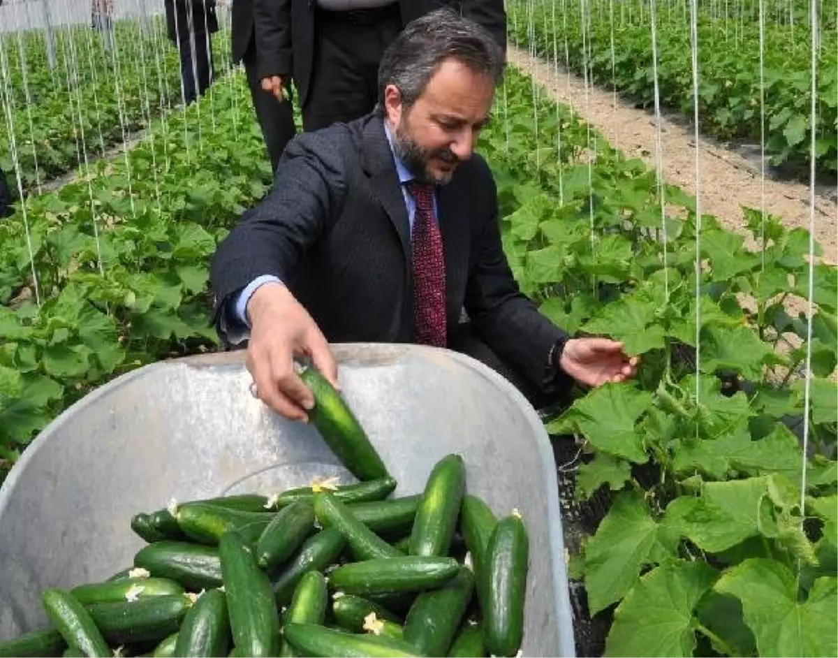 Elazığ'da Serada Salatalık Hasadı