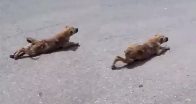 Engelli Sandığı Köpek Yürüdü Engelli Sandığı Köpek Yürüdü