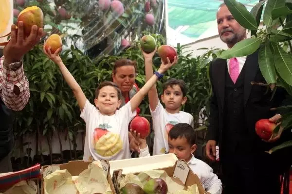 Yerli Mango Üreticiye Tanıtıldı Yerli Mango Üreticiye Tanıtıldı