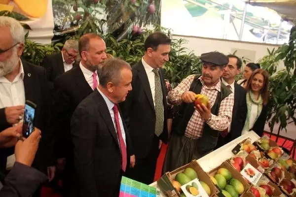 Yerli Mango Üreticiye Tanıtıldı Yerli Mango Üreticiye Tanıtıldı