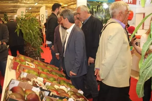 Yerli Mango Üreticiye Tanıtıldı Yerli Mango Üreticiye Tanıtıldı