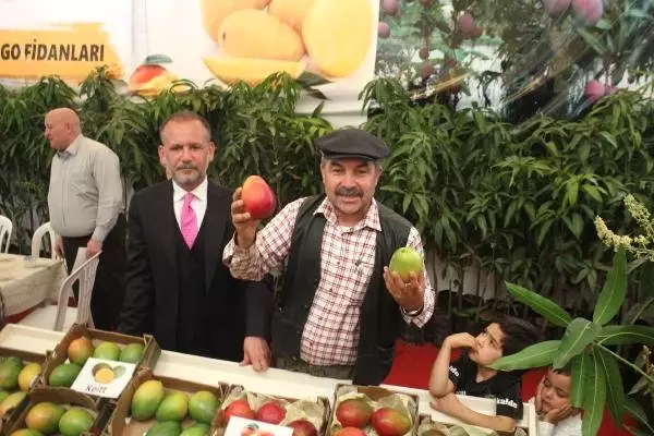 Yerli Mango Üreticiye Tanıtıldı Yerli Mango Üreticiye Tanıtıldı