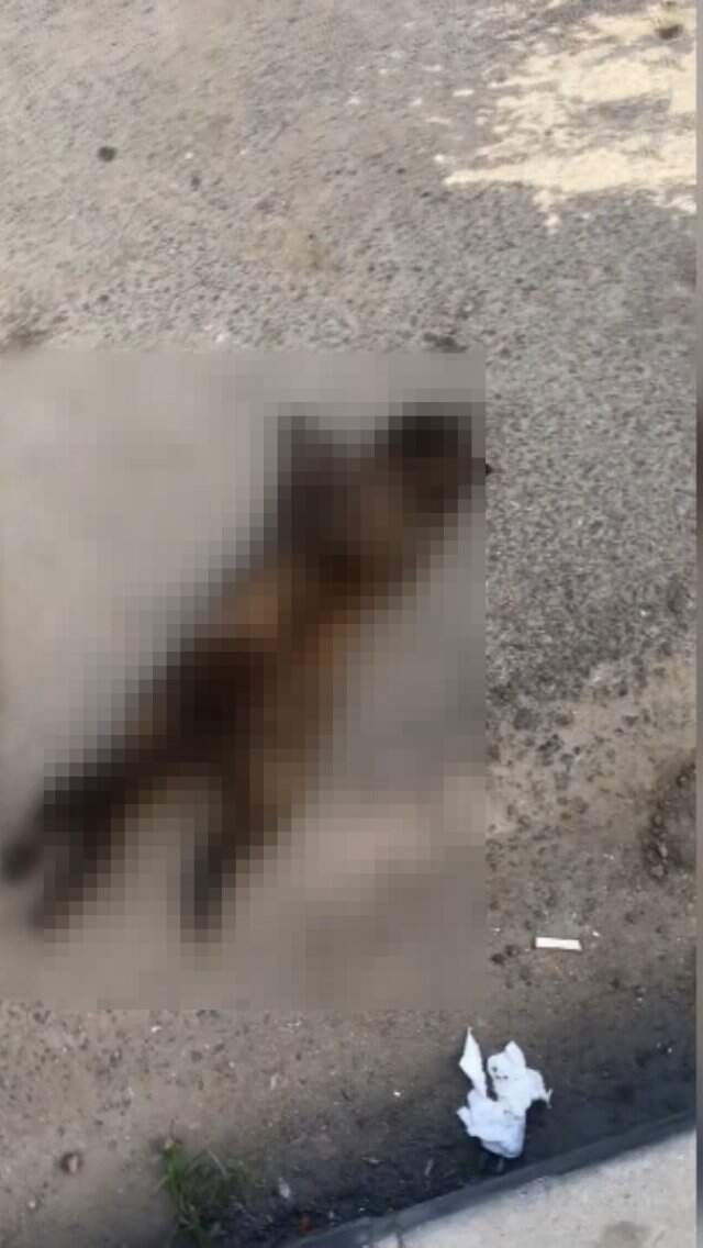 İstanbul'da Anne Kedi ve Yavruları Öldürülmüş Halde Bulundu