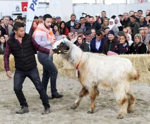 Koç, Keçi ve Oğlaklar Güzellik Yarışmasında Boy Gösterdi
