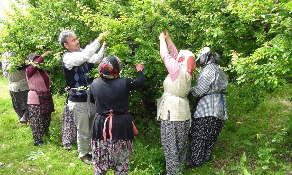 Silifke'de Erik İhracatı Üreticinin Yüzünü Güldürüyor