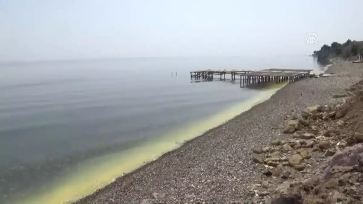 Ayvacık Sahilinde Denizin Rengi Değişti