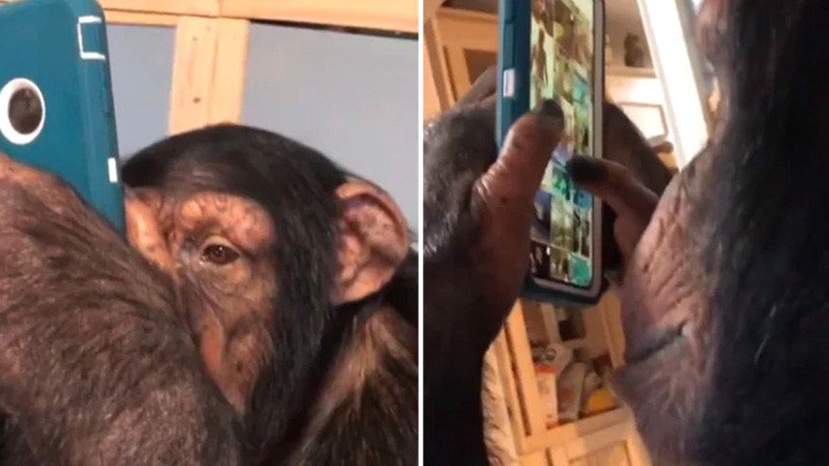 Instagram Kullanan Viral Şempanze Videosu Hakkında Acı Gerçekler