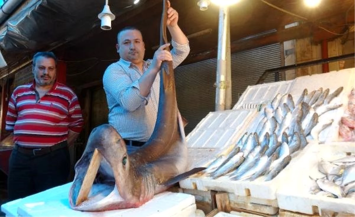 Mersin'de Pamuk Cinsi Köpek Balığı Ağa Takıldı Haberler