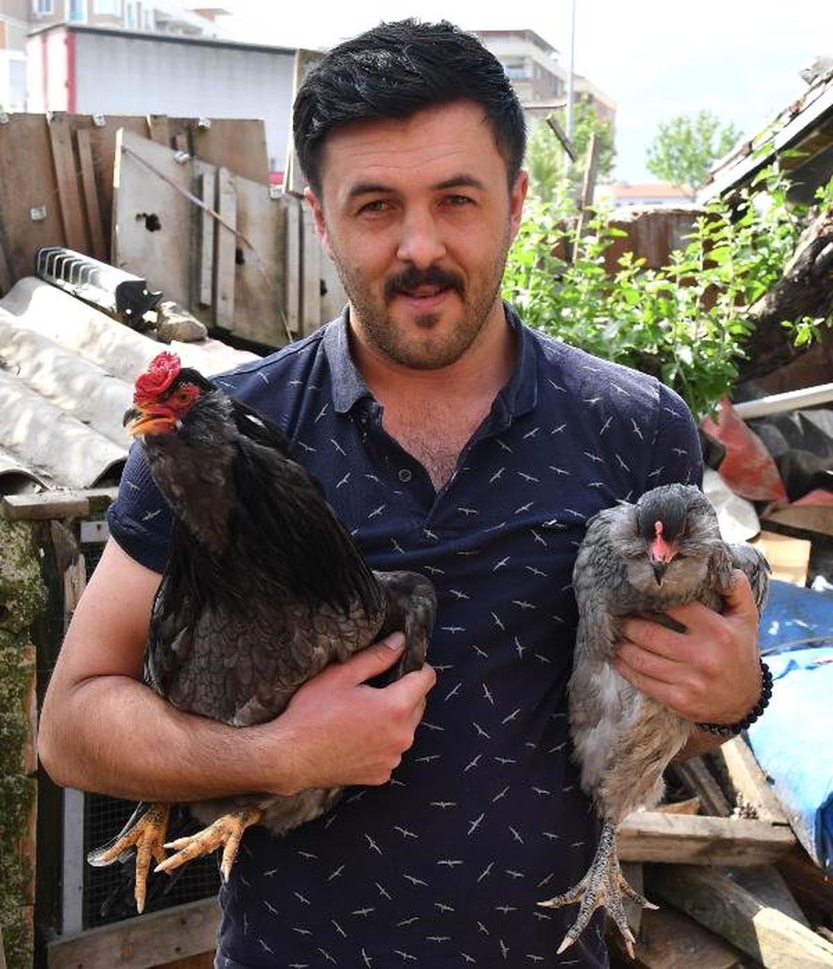 Bu Tavuklar Mavi Yumurtluyor