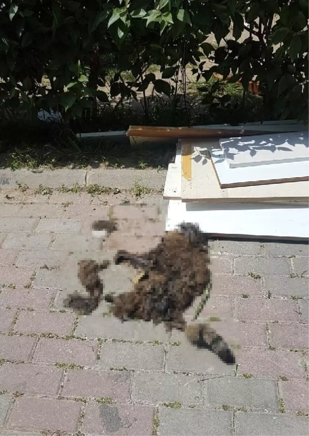 Kedi Evini Yakan Şüpheli Yakalandı