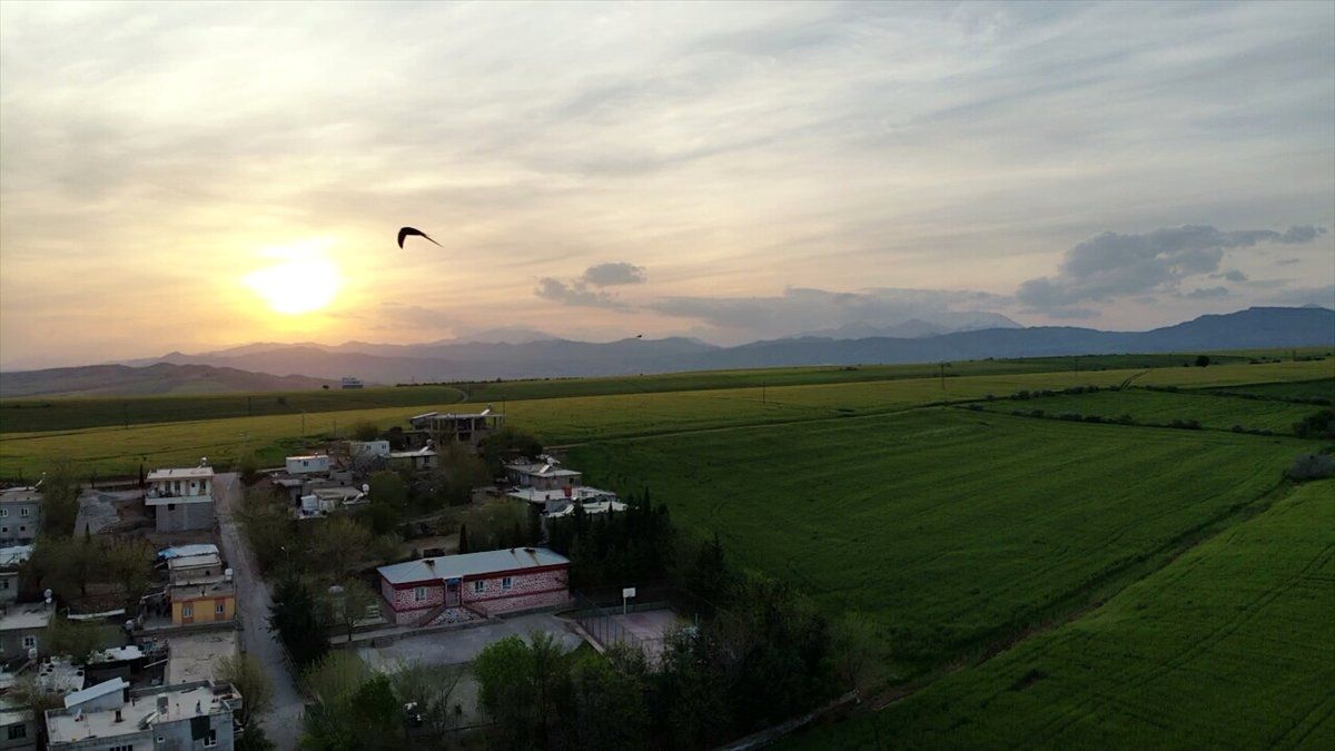 Kırlangıçlar Drone Etrafında Halka Oluşturdu