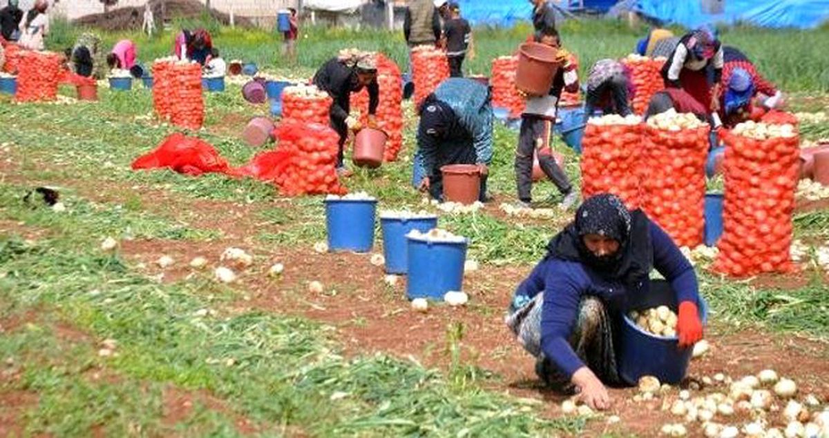 Kuru Soğan Tarlada 1,5 Liradan Satılıyor