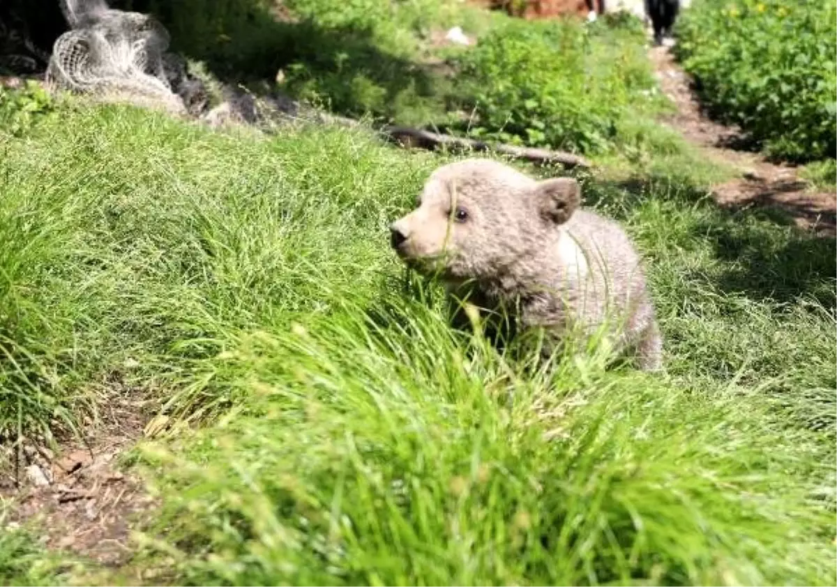 Yogi' Korumaya Alındı