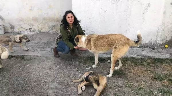 Engelli Sokak Hayvanları İçin Ev Açtı Haberler