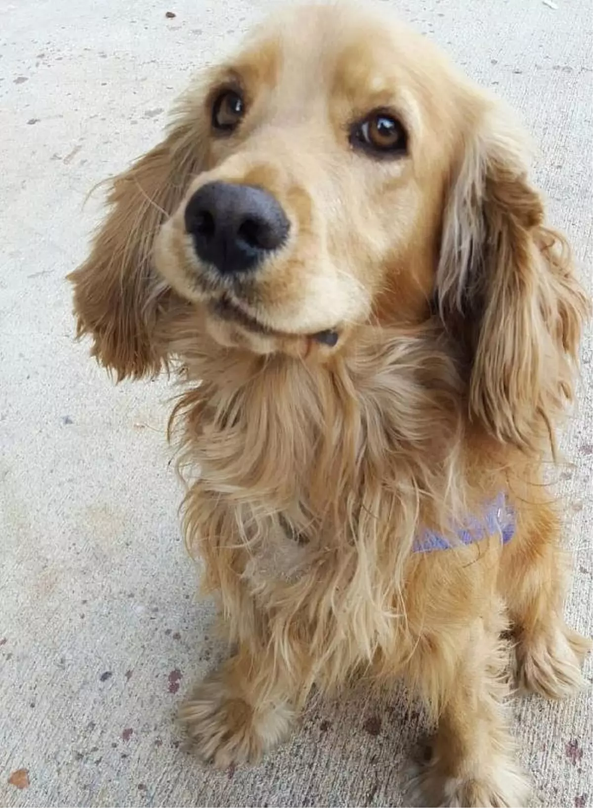 Öldürülen 'Çakıl' İçin Baro Devrede