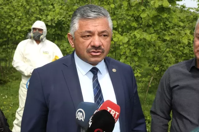Fındıkta Külleme Hastalığıyla Mücadele