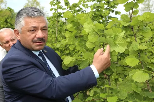 Fındıkta Külleme Hastalığıyla Mücadele