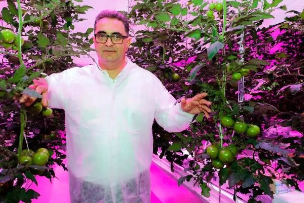 Kapalı Ortamda Led Aydınlatma ile Domates Yetiştirdiler