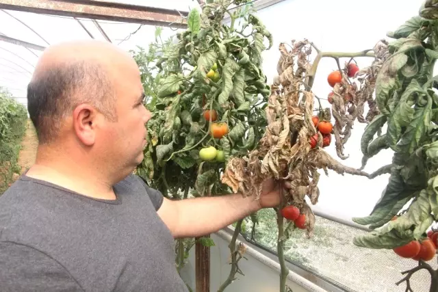Çiftçinin Kabusu 'Tuta' Geri Döndü