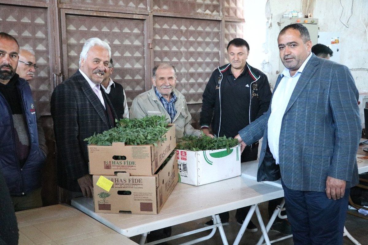 Aksaray'da Ziraat Odası Çiftçilere 500 Bin Fide Dağıttı