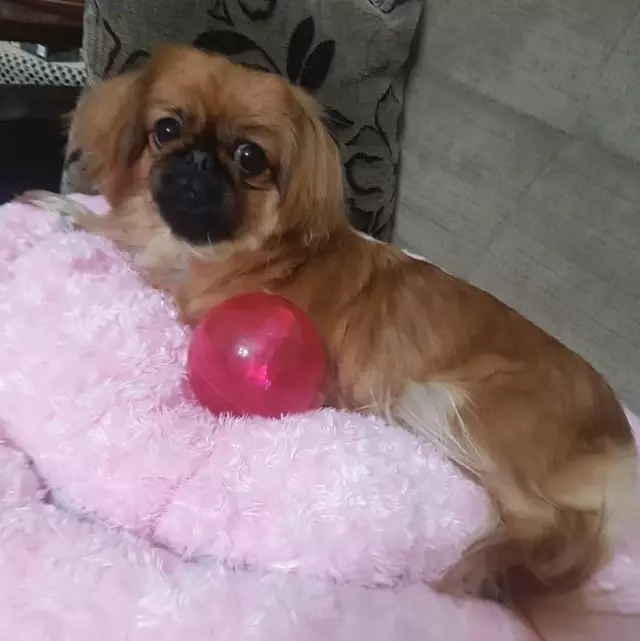 Anestezi ile Gelen Köpek Ölümü Yargıya Taşındı Haberler