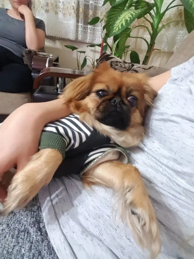 Anestezi ile Gelen Köpek Ölümü Yargıya Taşındı Haberler