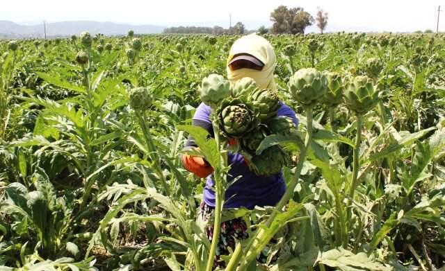Fiyatı Yüzde 70 Artan Enginar, Yükte Hafif Pahada Ağır Oldu!