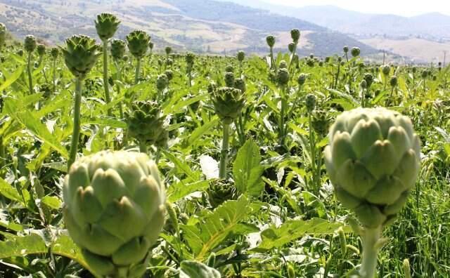 Fiyatı Yüzde 70 Artan Enginar, Yükte Hafif Pahada Ağır Oldu!